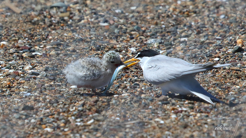 Doug Siden Visitor Center at Crab Cove | East Bay Parks